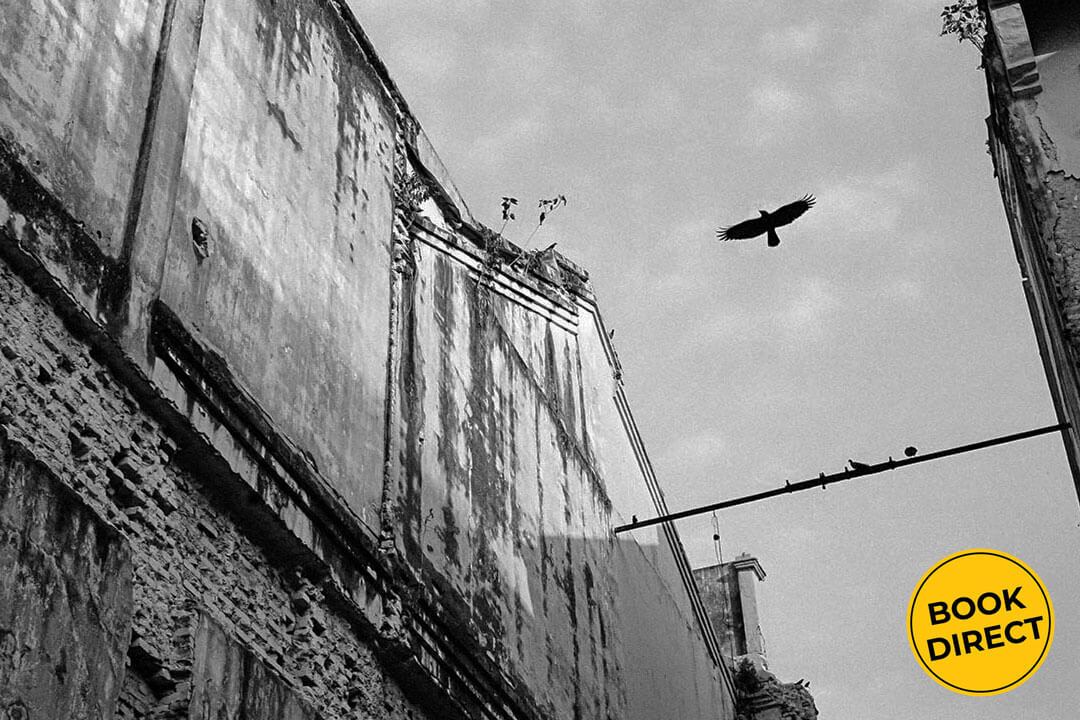 Bird flying over buildings